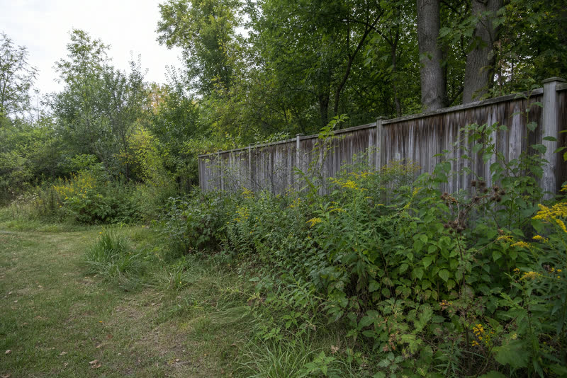 Illustrative Waterdown property edge with dense brush obscuring the fence line
