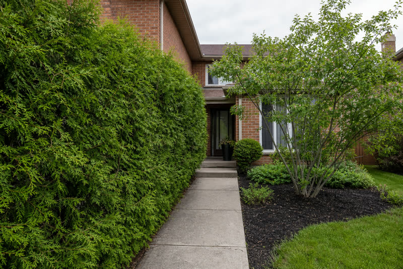 Illustrative Oakville entry path crowded by an overgrown accessible cedar hedge